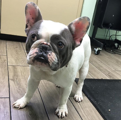 Lilac and Tan merle stud cream carrier french bulldog stud